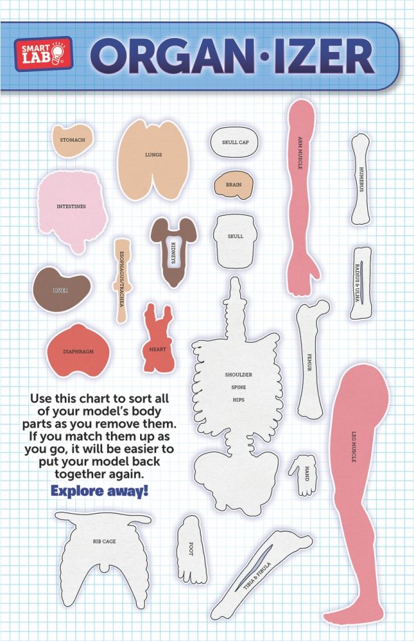 EDC Publishing Squishy Human Body part of our  collection