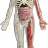Squishy Human Body made by EDC Publishing