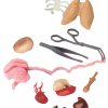 EDC Publishing Squishy Human Body Toys
