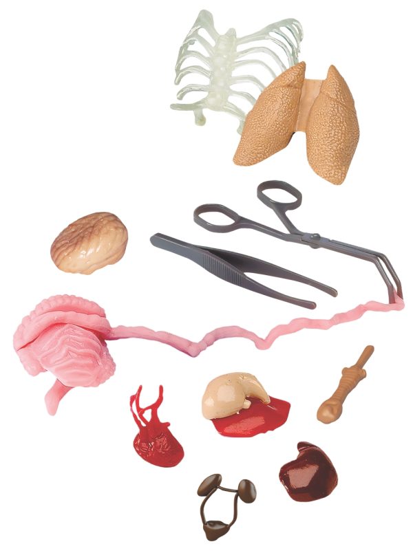 EDC Publishing Squishy Human Body Toys